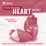 Learning Resources Cross Section Heart Model LER 1902 User manual