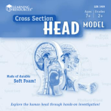 Learning ResourcesCross-Section Head Model LER 1909