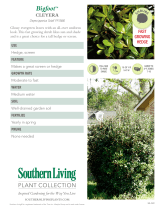 Southern Living Plant Collection 55073 Specification