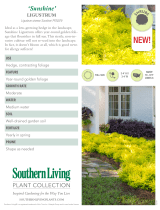Southern Living Plant Collection 39532-DECO-MW User manual