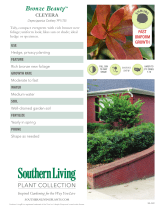 Southern Living Plant Collection 55043 Specification