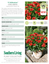 Southern Living Plant Collection 2084Q Specification
