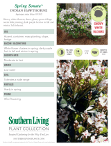 Southern Living Plant Collection 51692 Specification