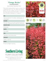 Southern Living Plant Collection 0433Q Specification