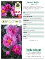 Southern Living Plant Collection 79222 User manual