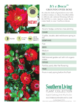 Southern Living Plant Collection 6239Q User manual