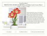 Van Zyverden 88435 Pre-Planted Amaryllis Minerva User guide