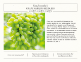 Van Zyverden84548 Green Grapes Marquis Seedless