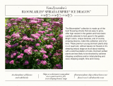 Van Zyverden84585 Pink Bloomables Spiraea Empire Ice Dragon Bulbs Pot