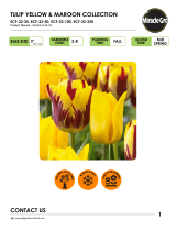 Miracle-GroMiracle-Gro ECF-22-25 Tulip Yellow and Maroon Collection