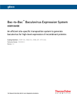 Thermo Fisher ScientificBac-to-Bac Baculovirus Expression System